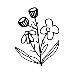 hand drawing black line floral isolated on white background. botanical floral