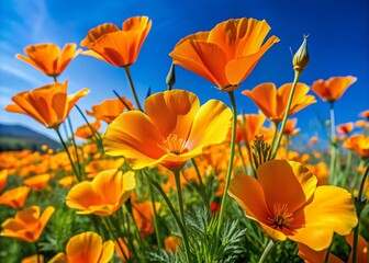 Obraz premium Vibrant orange Eschscholzia californica flowers with delicate petals and golden centers bloom in abundance against a soft blue sky and lush green foliage background.