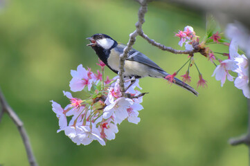 春を唄う四十雀