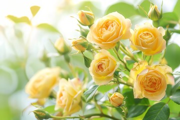 A full bouquet of yellow roses.