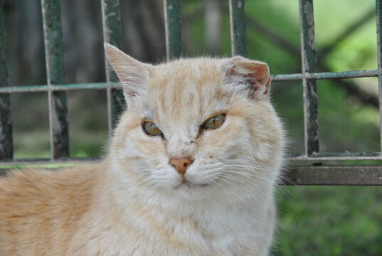 orange cat 
