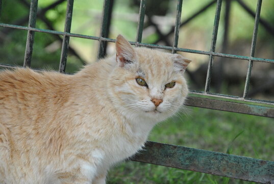 orange cat 
