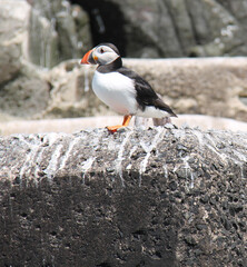 A Single Puffin Bird Resting on a Rocky Cliff Face.