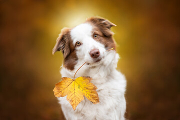 Border collie holding a leaf 