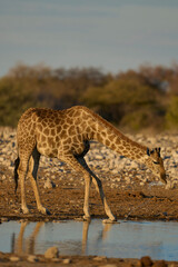Giraffe (Giraffa camelopardalis) drinking at a waterhole in Etosha National Park, Namibia