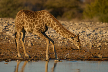Giraffe (Giraffa camelopardalis) drinking at a waterhole in Etosha National Park, Namibia