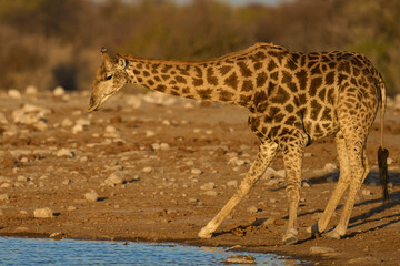 Giraffe (Giraffa camelopardalis) drinking at a waterhole in Etosha National Park, Namibia