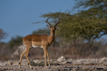 Male Impala (Aepyceros melampus) approaching a waterhole in Onguma Nature Reserve bordering Etosha National Park, Namibia.