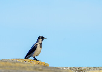 Hooded Crow Perched on a Rock