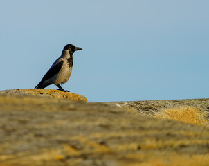 Hooded Crow Perched on a Rock