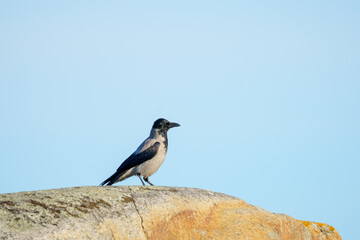 Hooded Crow Perched on a Rock