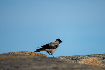 Hooded Crow Perched on a Rock