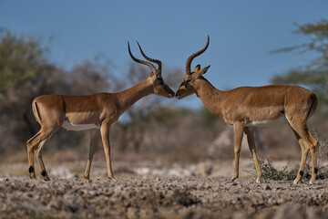 Male Impala (Aepyceros melampus) face to face with a male Black-faced Impala (Aepyceros melampus petersi) Onguma Nature Reserve bordering Etosha National Park, Namibia.