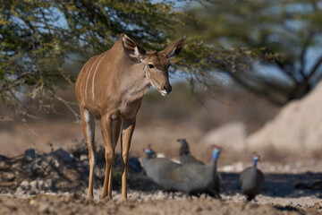 Female Greater Kudu (Tragelaphus strepsiceros) at a waterhole in Onguma Nature Reserve bordering Etosha National Park, Namibia.