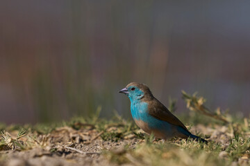 Blue Waxbill (Uraeginthus angolensis) at a waterhole in Onguma Nature Reserve bordering Etosha National Park, Namibia.