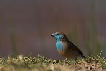 Blue Waxbill (Uraeginthus angolensis) at a waterhole in Onguma Nature Reserve bordering Etosha National Park, Namibia.