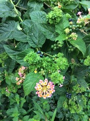 green and yellow flowers, house fly in the image