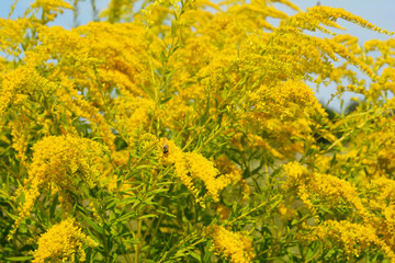 Solidago canadensis, known as Canada goldenrod or Canadian goldenrod  invasive weed in many parts of Europe