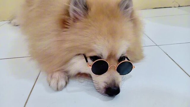Head shot of funny sleepy beige pomeranian dog lying on floor wears sunglasses closing its eyes several times because can't resist the drowsiness. Close up video.