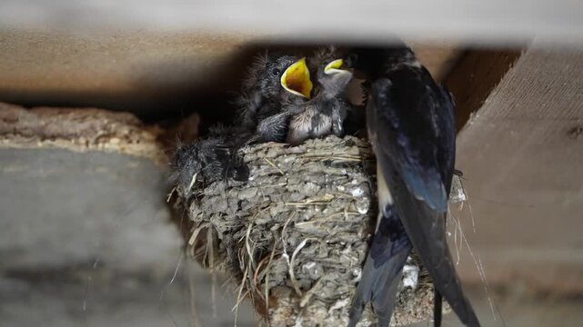 Rauchschwalben Jungtier Nestlinge f&uuml;tterung im Nest