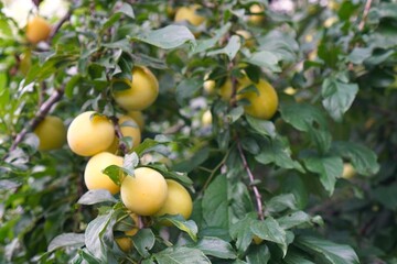 yellow pear on tree