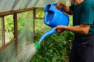 person watering a plant