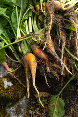 Freshly harvested beets with green tops, dirt still clinging to their roots, piled together in a field. The image captures the essence of organic farming and the vibrant, natural growth of vegetables.