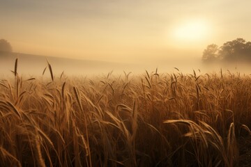 Fototapeta premium Serene sunrise with golden light illuminating a mist-covered wheat field