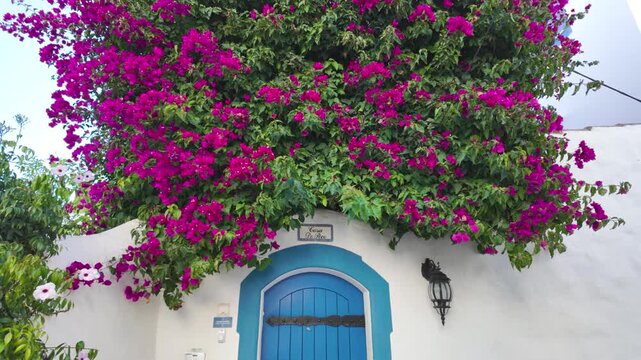 A white house with a blue door and vibrant pink bougainvillea vines cascading down, showcasing a beautiful and picturesque Burgau aesthetic . tilt down