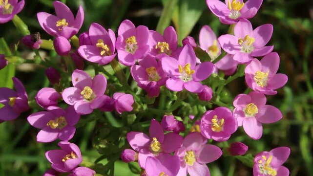 Closeup of Common Centaury, Centaurium erythraea, in flower. Summer. UK