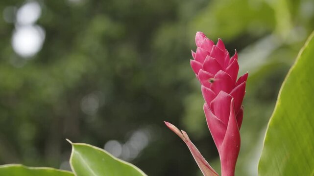 Red Ginger, Alpinia Purpurata Herbaceous Plants With Bokeh Backdrop. Selective Focus Shot 