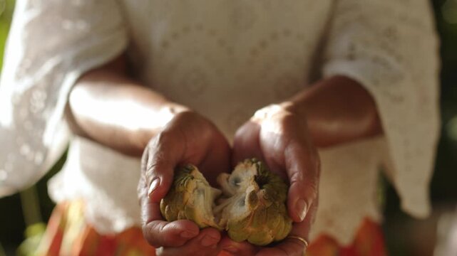 Woman Hands Holding And Opening A Sugar Apple (Sweetsop Or Custard Apple) - Close Up