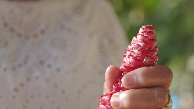 Woman Squeezing Pink Flower Head Of Zingiber Zerumbet Or Shampoo Ginger - Close Up