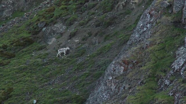 Dall Sheep Isolated On The Sheep Mountains Of Kluane National Park In Yukon Territory, Canada. Aerial Shot