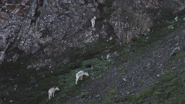 Herd Of Dall Sheep On The Rocky Mountains In Kluane National Park of Yukon, Canada. Static Shot