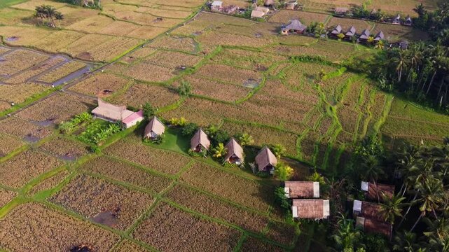 Rows of thatched bungalows in hut style amid rural Bali nature and rice fields, Aerial