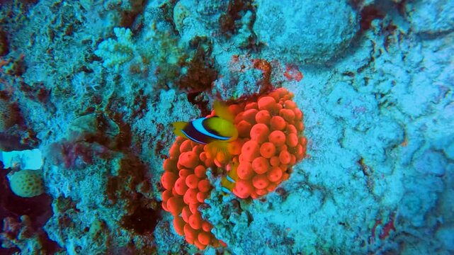 Clown Fish oer unique Red Anemones by the Coral Reef of The Red Sea of Egypt. shot on 4k 100 fps