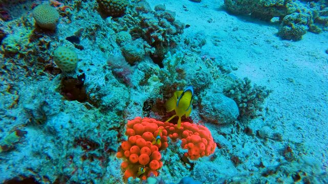 Clown Fish oer unique Red Anemones by the Coral Reef of The Red Sea of Egypt. shot on 4k 100 fps