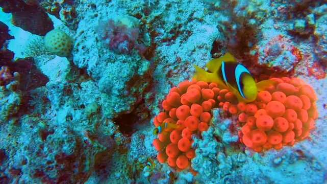 Clown Fish oer unique Red Anemones by the Coral Reef of The Red Sea of Egypt. shot on 4k 100 fps