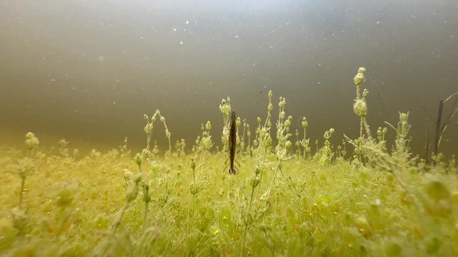 Lesser diving beetle (Acilius sulcatus) larvae hunting at the bottom of the pond. Estonia.