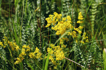 Natural summer grasses and wildflowers at sunlight, meadow herbs and field bloom plants, wild yellow blossom, flower outdoor, nature aesthetic summer vivid scene, wild growth grass, soft focus