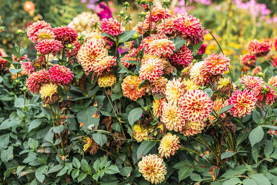 A beautiful garden of Dahlia flowers in full bloom.