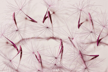 Macro texture nature pattern of seeds of dandelion flower on beige, botanical still life with blossoms of plant, sunlight shadow. Natural textured background. purple color beauty of nature