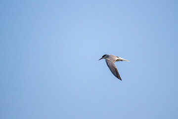 The black-winged stilt is a bird on the seashore.