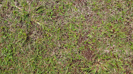 Close up shot of grass texture with blades of green grass. A patch of grass with a mix of green blades and dried brown stalks. Green Field Grass Texture Material Background.