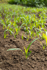 young corn plants sprouting in a well-maintained agricultural field. The fresh green leaves and rich soil highlight the early stages of growth, symbolizing the promise of a bountiful harvest