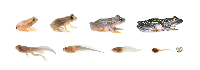 Life circle a frog Heterixalus alboguttatus 