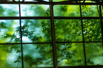 Old factory with objects abandoned inside and growing nature, power of life