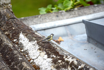 Mésange charbonnière sur les toits
