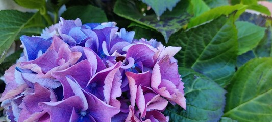 Violet hydrangea flower in summer close up